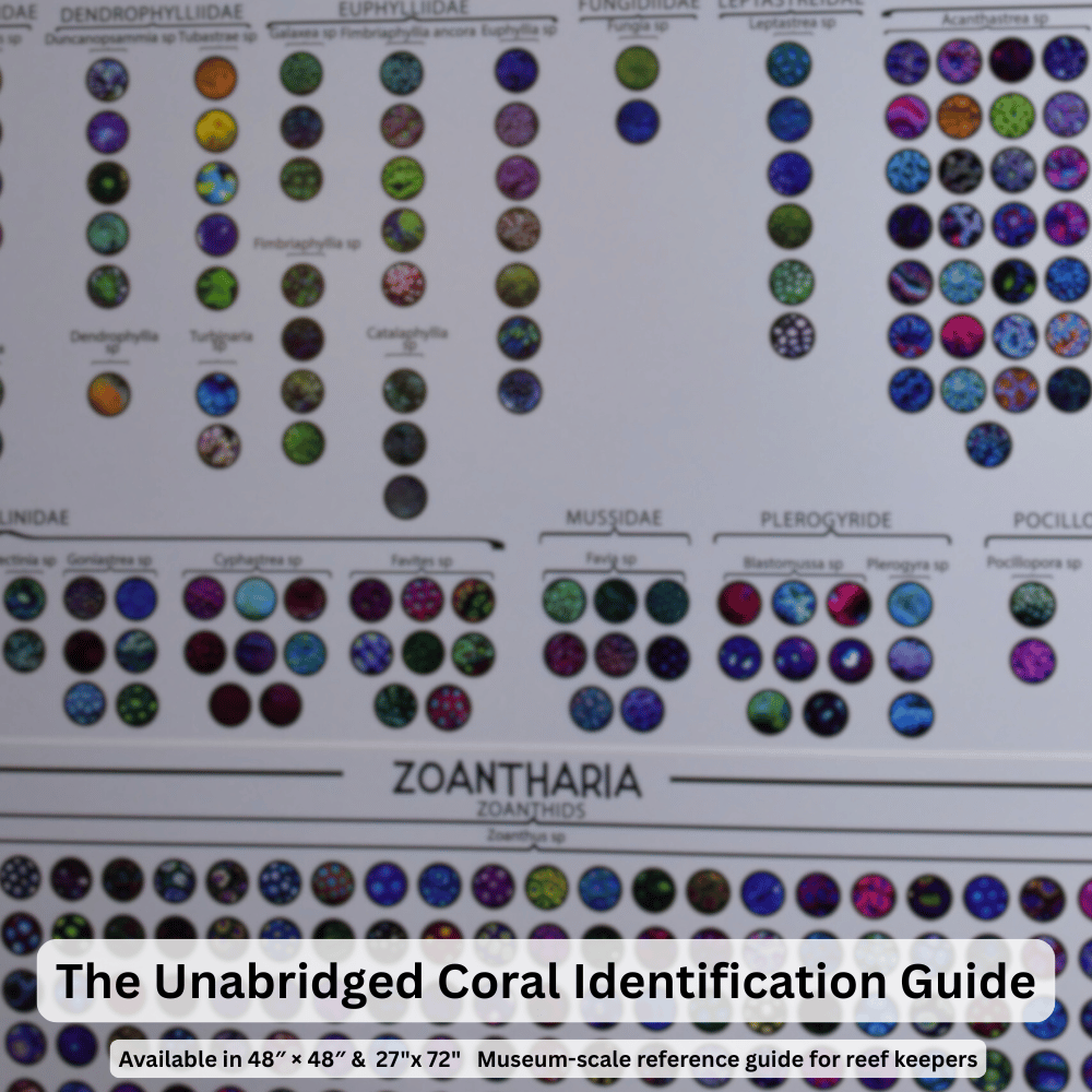 The Unabridged Coral Identification Guide for Reef Keepers | Visual Taxonomy Reference