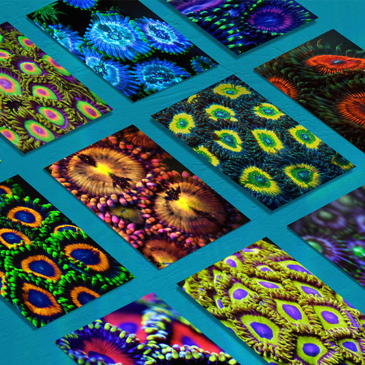 Zoanthids by Christina™ — Macro Print Set of 10 (10" × 8") | Ocean Wall Decor