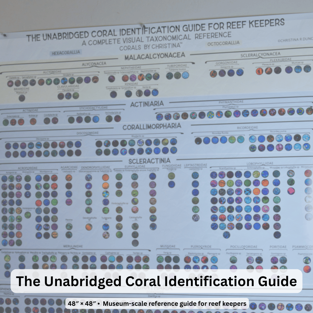 Hexacorallia Coral Taxonomy Guide | 650+ HD Images