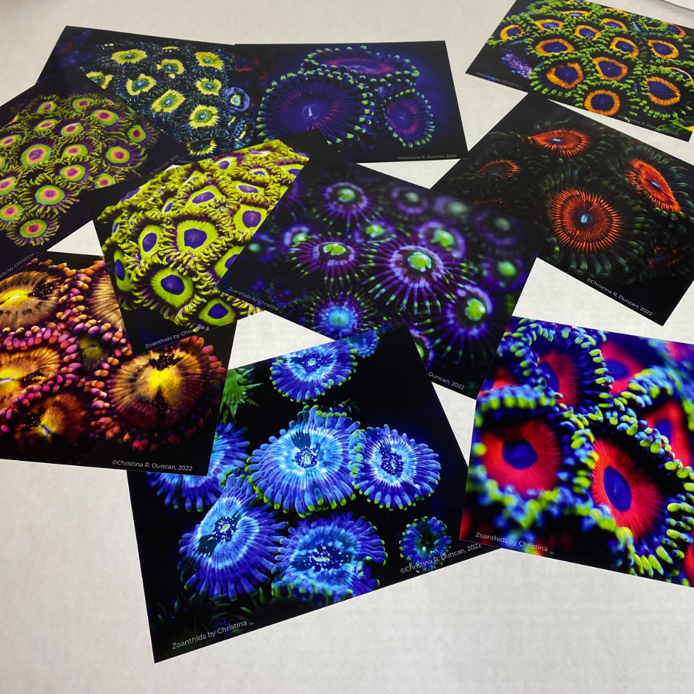 Zoanthids by Christina™ — Macro Print Set of 10 (10" × 8") | Ocean Wall Decor