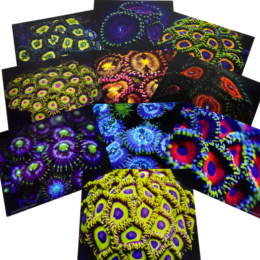 Zoanthids by Christina™ — Macro Print Set of 10 (10" × 8") | Ocean Wall Decor