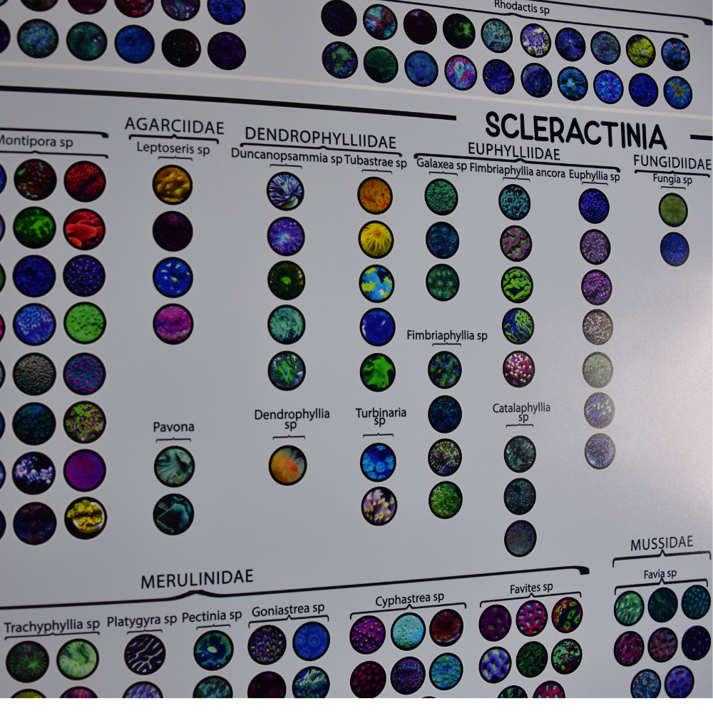 Hexacorallia Coral Taxonomy Guide | 650+ HD Images
