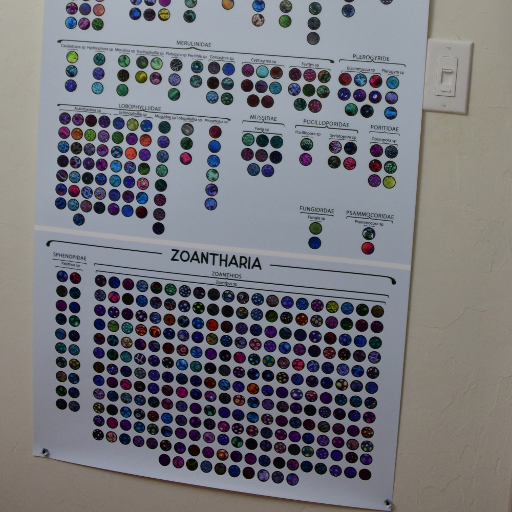 The Unabridged Coral Identification Guide for Reef Keepers | Visual Taxonomy Reference