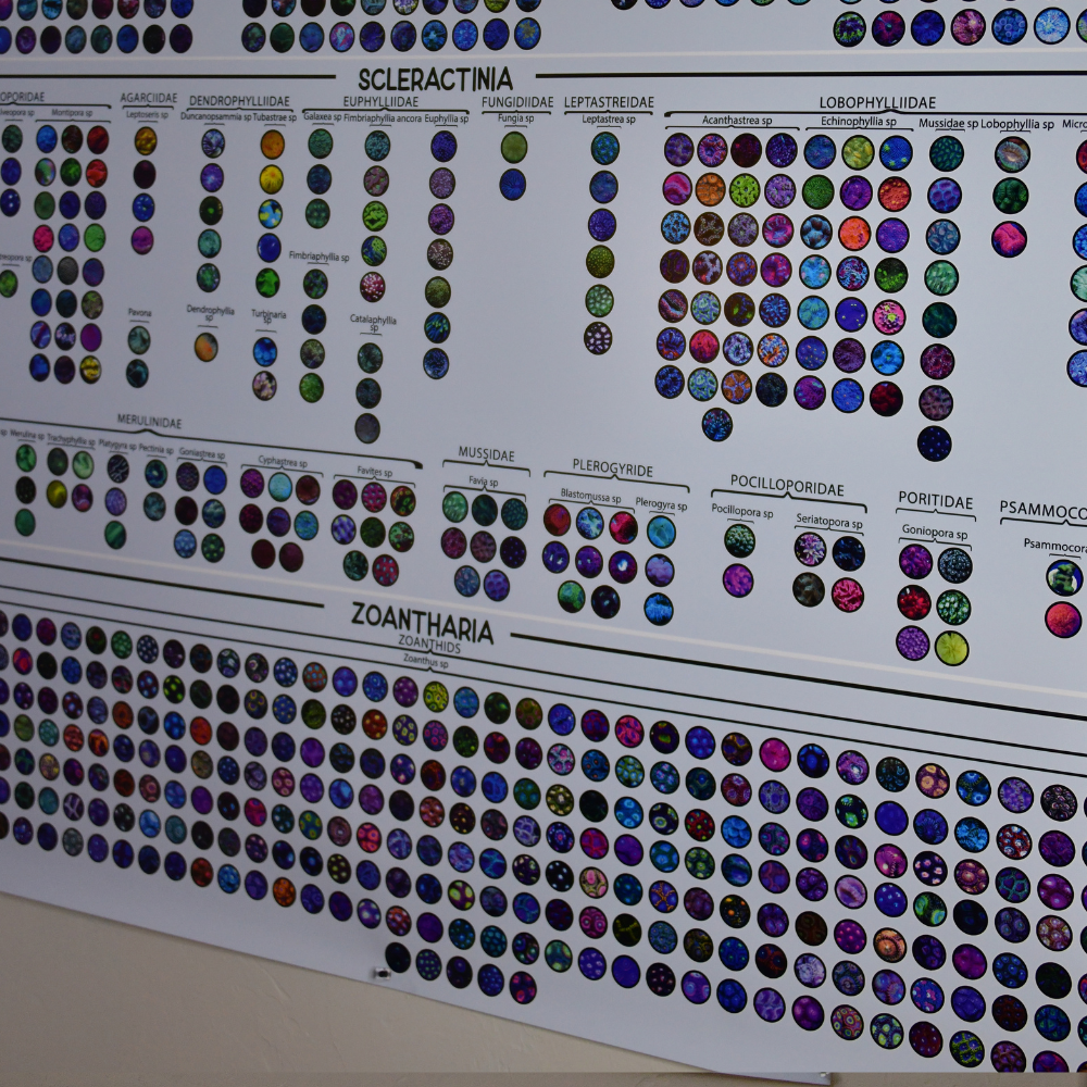 The Unabridged Coral Identification Guide for Reef Keepers | Visual Taxonomy Reference