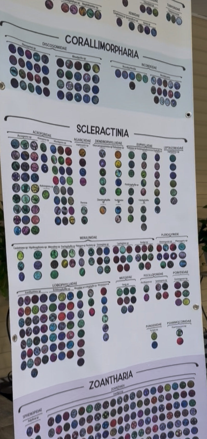 Hexacorallia by Christina – 650+ HD Coral Images | Visual Taxonomy Guide for Scientists & Reefkeepers