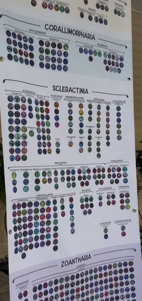 Coral プロフィール必読 Hexacorallia Coral Taxonomy Guide | 650+ HD Images