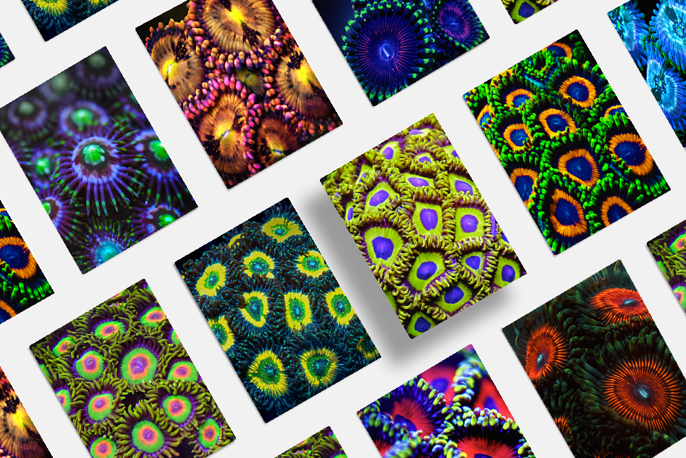 Zoanthids by Christina™ — Macro Print Set of 10 (10" × 8") | Ocean Wall Decor