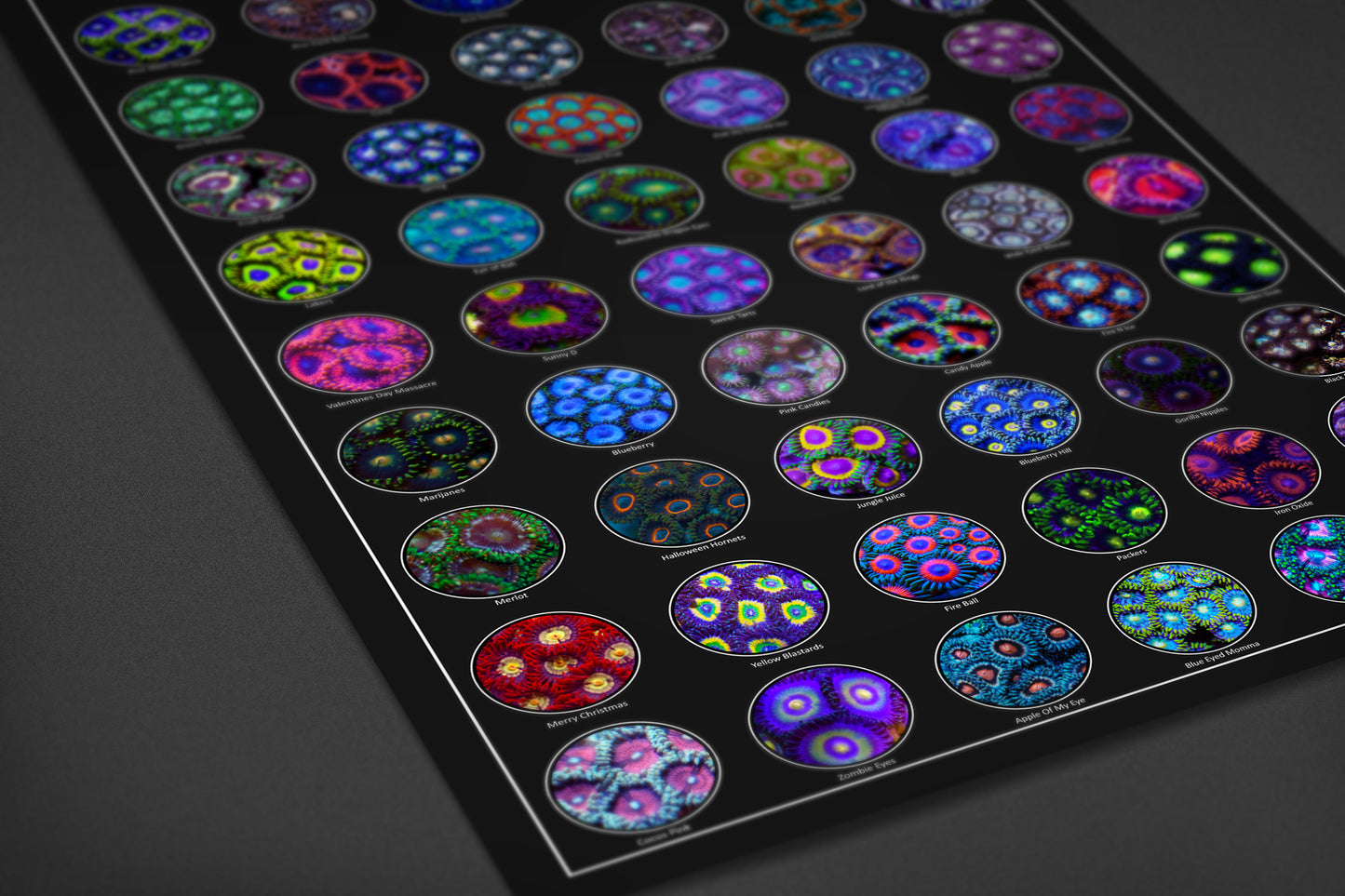 Zoanthid Coral Poster Collection Vol. 1–5 – 24x36 Research-Grade Prints