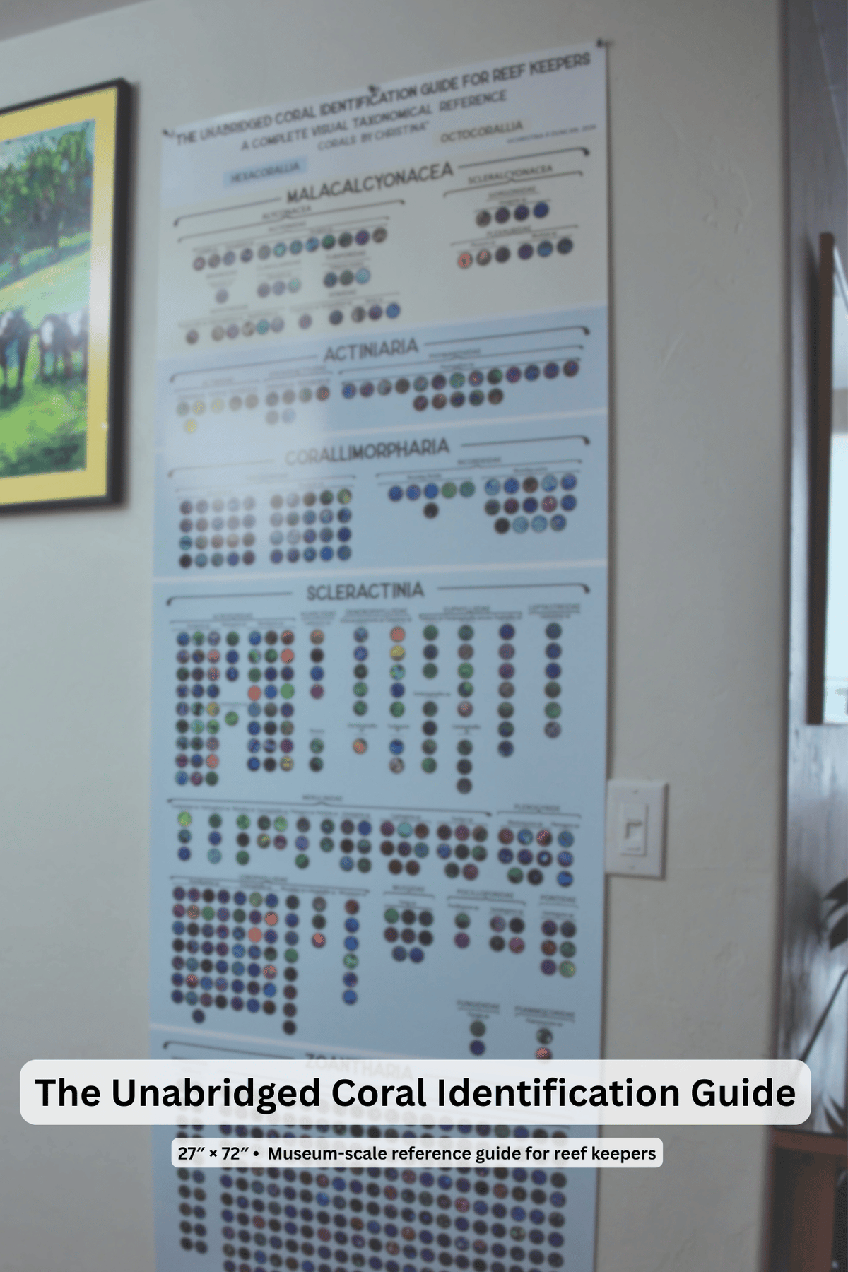 Hexacorallia Coral Taxonomy Guide | 650+ HD Images