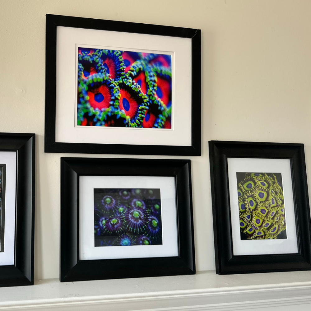 Zoanthids by Christina™ — Macro Print Set of 10 (10" × 8") | Ocean Wall Decor