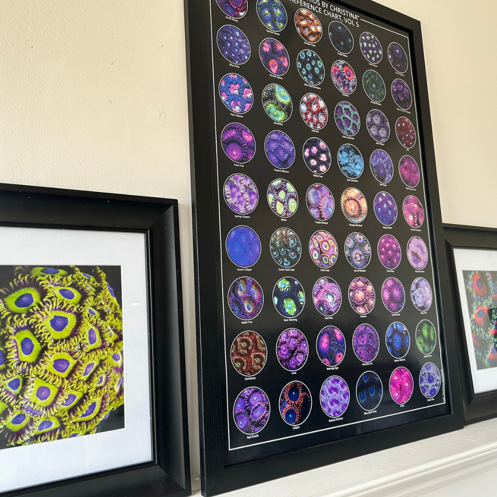 Zoanthids by Christina™ — Macro Print Set of 10 (10" × 8") | Ocean Wall Decor