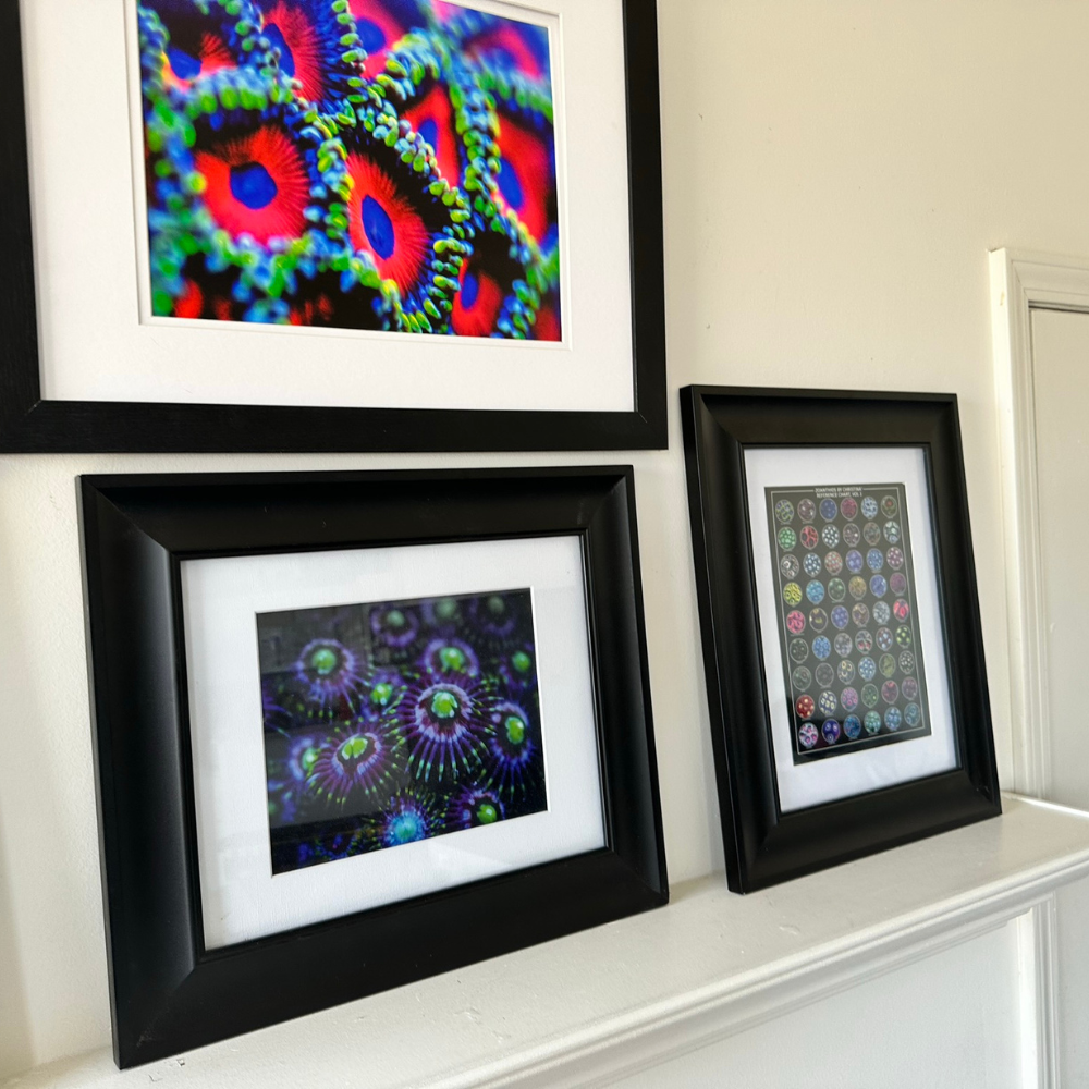 Zoanthids by Christina™ — Macro Print Set of 10 (10" × 8") | Ocean Wall Decor