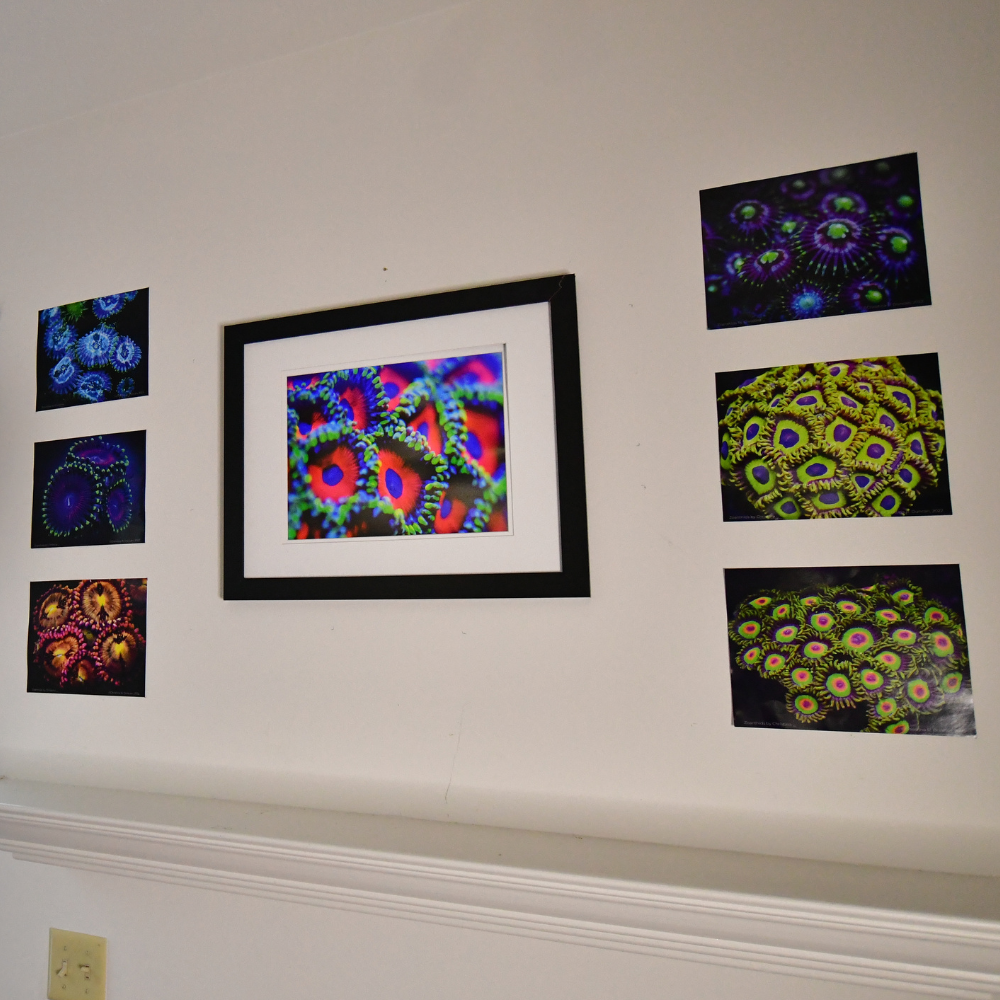 Zoanthids by Christina™ — Macro Print Set of 10 (10" × 8") | Ocean Wall Decor