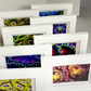Zoanthids by Christina™ — Macro Print Set of 10 (10" × 8") | Ocean Wall Decor