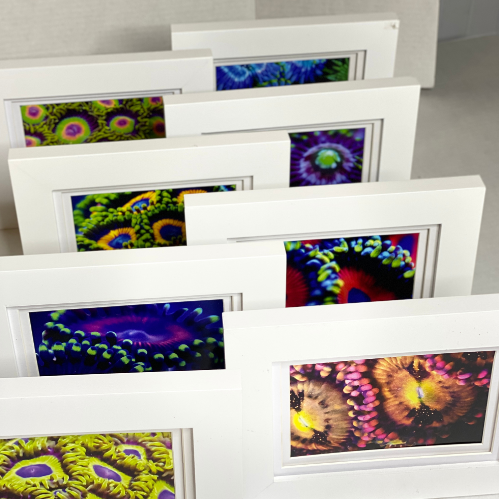 Zoanthids by Christina™ — Macro Print Set of 10 (10" × 8") | Ocean Wall Decor