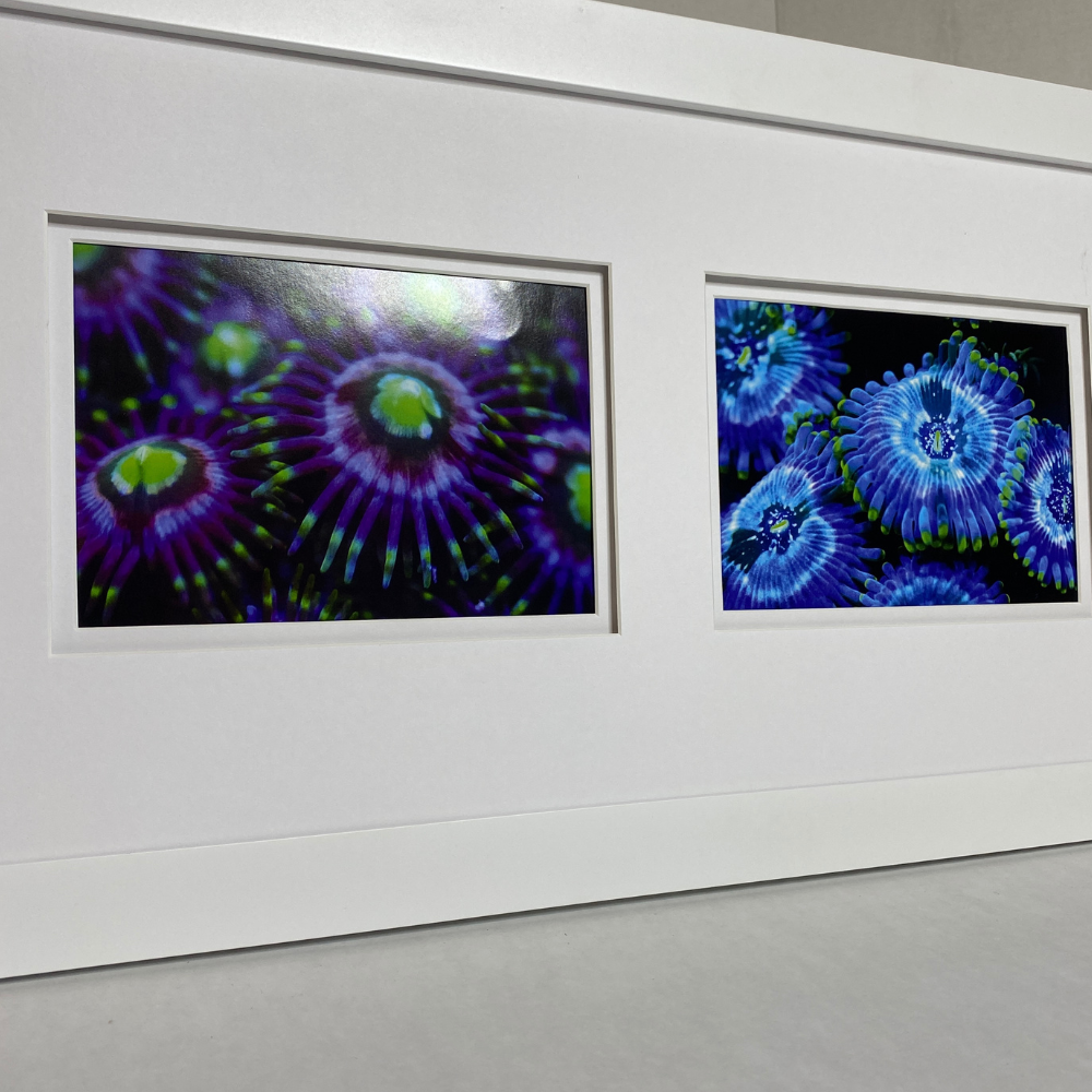 Zoanthids by Christina™ — Macro Print Set of 10 (10" × 8") | Ocean Wall Decor
