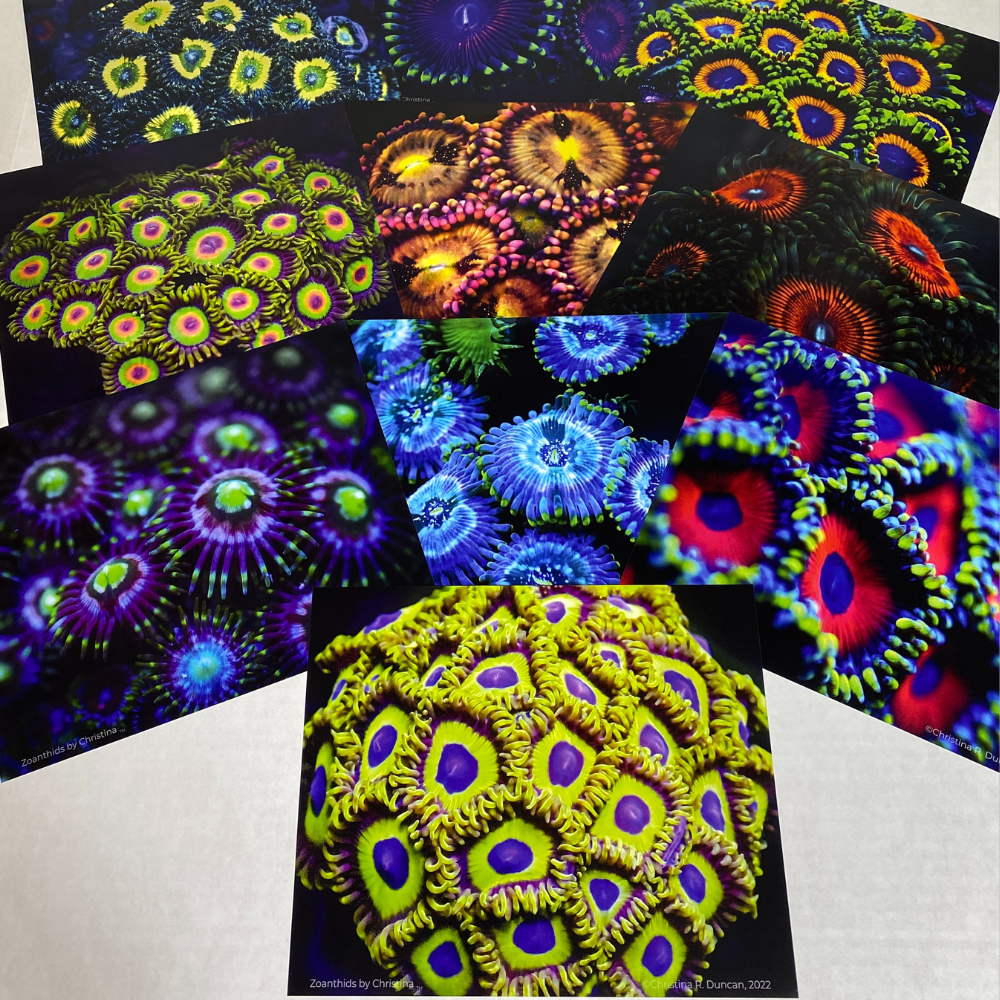 Zoanthids by Christina™ — Macro Print Set of 10 (10" × 8") | Ocean Wall Decor